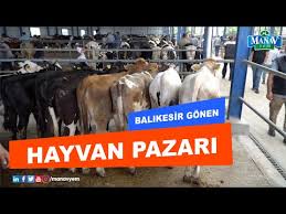 Bereket Tv Hayvan Pazari Kurbanlik Besi Danasi Fiyati Balikesir Youtube