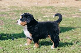 Be ready to part with your heart when you meet me! Bernese Mountain Dog For Sale In The City Of Pruzhany Belarus Price 350 Announcement 6725