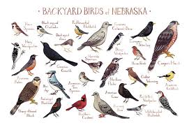 Birds Of New York Field Guide Nebraska Backyard Birds Field Guide Art Print Watercolor Painting Print Birdwatching Wall Art Nature Print Bird Poster Backyard Birds Bird Poster Birds