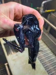 Anyone Else A Fan Of Roman Fedortsov He S A Russian Fisherman Who Shares Photos Of His Catches From The Deep Weird Sea Creatures Deep Sea Creatures Sea Creatures