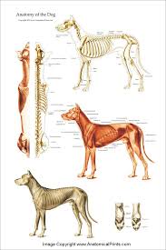 Below you can see some distinct differences between the african elephant and the asian elephants body structures. Dog Anatomical Chart Bones And Muscles Disegnare Animali Animali Animali Selvatici