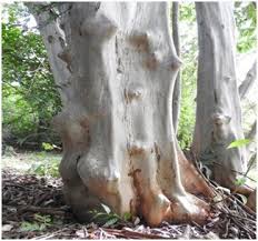 Image result for Cordia mukuensis