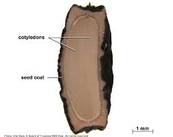 Image result for Coccinia rehmannii