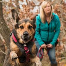 Dog walking & pet sitting in nashville & middle tn by the most reliable, trustworthy, & qualified dog walker and pet sitter team in music city. Pawsitive Animal Care Animal Services On The Isle Of Wight