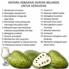 11 khasiat durian belanda, sebab untuk anda amalkan. Anak Pokok Durian Belanda Soursoup Shopee Malaysia