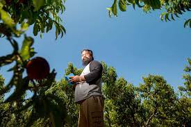 Fruit picking jobs and harvest works in australia is carried out on farms. Fruits Of Their Labour Investigation Into Exploitation Of Migrant Fruit Picking Workers In Australia