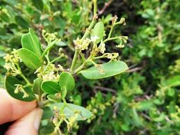 Image result for Secamone