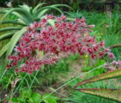 Image result for Melinis ambigua