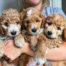And receive reimbursement for reasonable veterinary fees, not exceeding the purchase price these options do not apply where a seller, who has provided a health. Adorable Cavapoo Puppies For Sale Posts Facebook