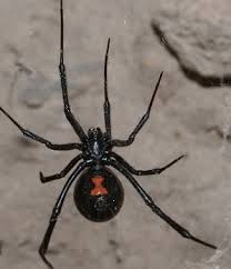 The sector spider, which eats small insects, is found all over britain all year around, often on window frames and inside homes. What Kind Of Spider Is Small Black With One White Spot On Its Back In My House In Kansas Usa Quora