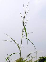 Image result for Rottboellia