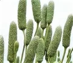 Image result for Aneilema nicholsonii