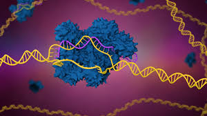 What is CRISPR? | MD Anderson Cancer Center