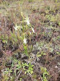 Image result for Habenaria schimperiana