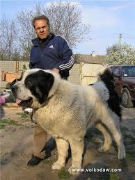 Check spelling or type a new query. Kalyan Saksoniya Pedigree Database Central Asia Shepherd Dog Giant Dogs Alabai Dog Dogs