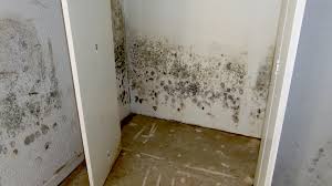 Maybe you would like to learn more about one of these? Water Fire And Mold Treatment Gallery Damage Restoration