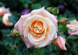 Shop floral supplies 125+ varieties, colors white to purple for your pinterest board Growing Roses How To Plant And Care For Roses The Old Farmer S Almanac