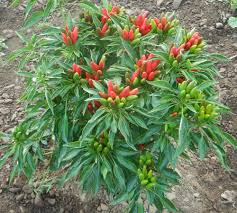 Image result for Capsicum frutescens