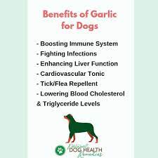 Feeding Your Dog Moderate Amount Of Garlic Can Have Great Benefit To His Health Garlic For Dogs Garlic Benefits Dog Remedies