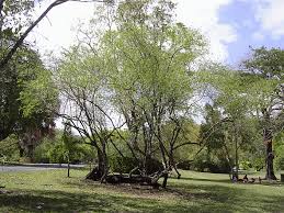Image result for Acacia haematoxylon
