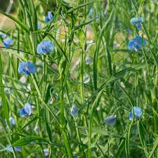 Image result for Lathyrus