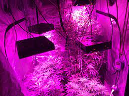 Maybe you would like to learn more about one of these? Pyramid Seeds Auto White Widow Grow Journal Week7 By Sonlight Growdiaries