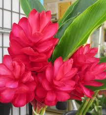 Hawaiian tropical pink ginger plant root ~ grow hawaii. Pin On Flowers