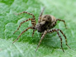 Résultats de recherche d'images pour «&nbsp;araignée loup&nbsp;»