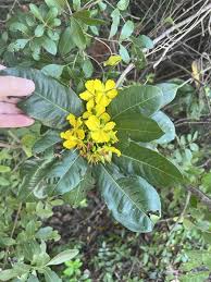 Image result for Ochna inermis