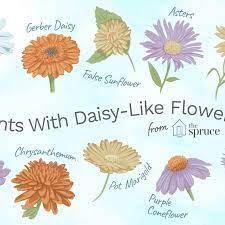 Gerbera Flower Medicinal Uses Best Flower Wallpaper