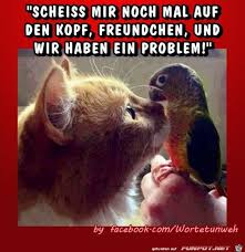 Over the time it has been ranked as high as 26 999 in the world, while most of its traffic comes from germany, where it reached as high as 1 135 position. Funny Pictures Funny Cats And Dogs Humor
