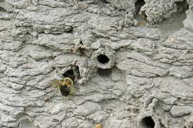Maybe you would like to learn more about one of these? Chimney Bees And Their Turrets Honey Bee Suite