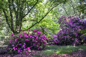 Hidden Glade In Fairy Rhododendron Woods Wood Photograph Landscape Flowers Photography