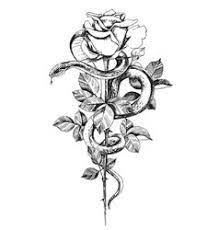 To dream of a poisonous snake represents feelings about corruption or contamination. Snake Rose Vector Images Over 470