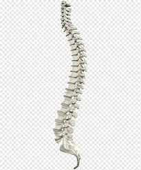 Tulang belakanglah yang menjadi penopang utama tubuh. Myelography Spinal Cord Vertebral Column Spinal Canal Computed Tomography Spinal Cord Xray Metal Central Nervous System Png Pngwing