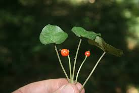 Image result for Geophila repens