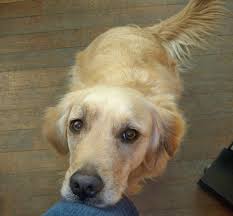 Golden Retriever Appelli Italia Home Facebook