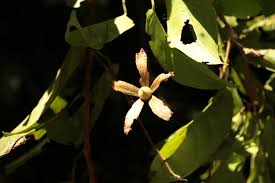 Image result for Marquesia