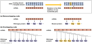 Biol2060 Gene Expression Transcription