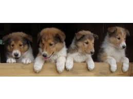 Use the search tool below to browse adoptable puppies bearded collie. Collie Puppies For Sale