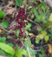 Image result for Isodon