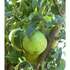 An old time french variety with large russet fruit. Beurre D Anjou Pear Tree Store Tomorrow S Harvest By Burchell Nursery