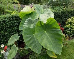 From wikipedia, the free encyclopedia. Tap In To The Tropical Trend With Colocasia Farmer Gracy S Blog