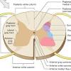 The remnant of the lumen of the neural tube. 1