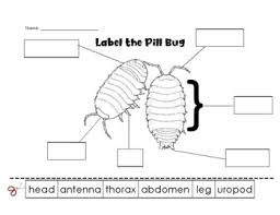 You can print or color them online at getdrawings.com for absolutely free. Pill Bug Activities Worksheets Teachers Pay Teachers