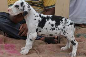 Great Dane Puppies For Sale In Chennai Zoe Fans Blog Great Dane Puppy Puppies For Sale Puppies