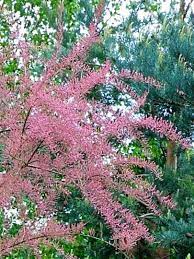 Tiny, scalelike, light green or bluish leaves are held on airy, arching, reddish branches; Tamarix Tetrandra Landscaping Shrubs Summer Glow Plants