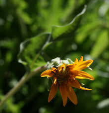 Image result for Fuirena sagittata