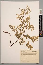 Image result for Cheilanthes viridis