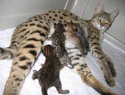 Savannah Kittens From Ajsavannahs
